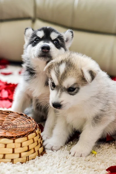 Siberian husky puppy with blue eyes