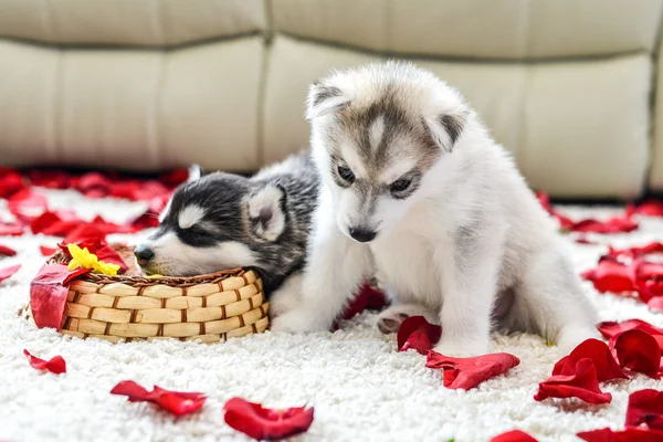 Siberian husky puppy with blue eyes