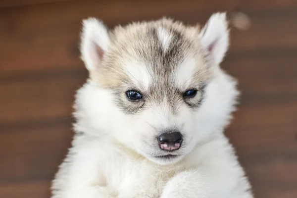 Siberian husky puppy with blue eyes