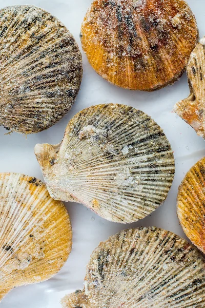 Frozen meat of scallop shells