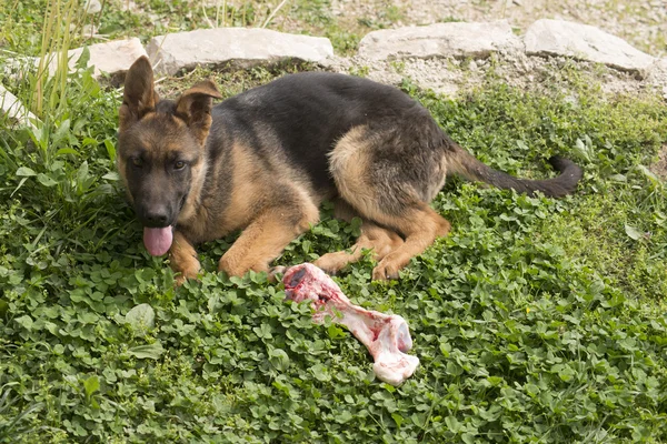 German shepherd puppy with bone
