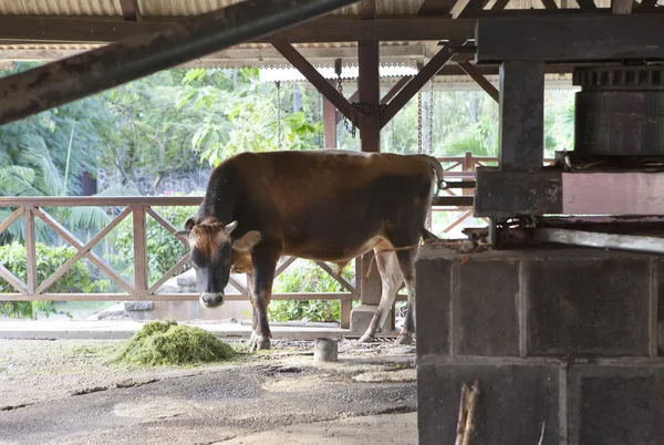 The bull who goes around and wrings out juice from a sugar cane. Mauritius.