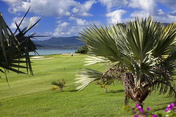 Green lawn under palm trees, sea and mountains on a background. Mauritius