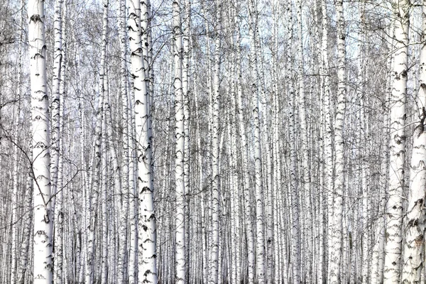 Birch trees background