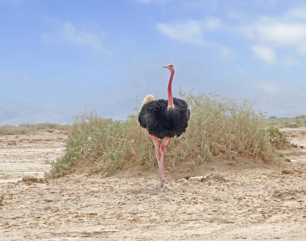 Ostrich in Hai-Bar Nature Reserve, Israel