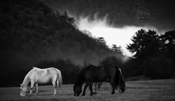 Black and white landscape with horses