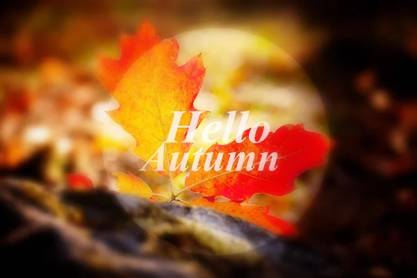 Hello autumn banner