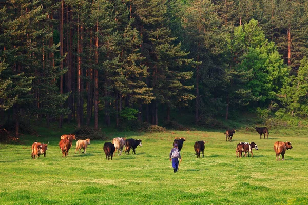 Green meadows and cows