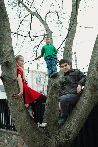 Children climb on tree