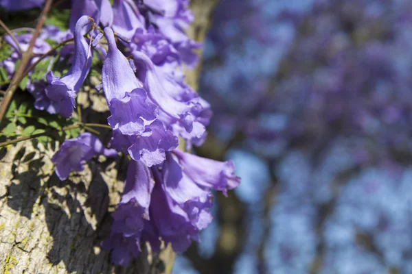 Jacaranda tree trunk with small flowers and sky