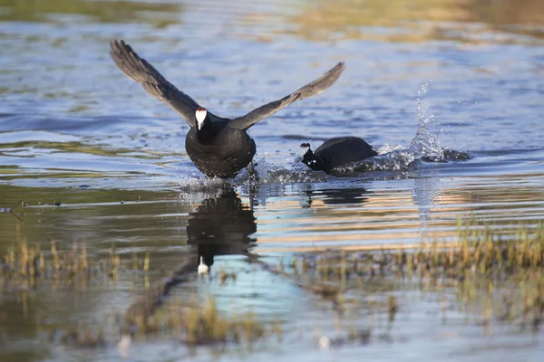 Two red knobbed Coots chasing each other in courtship