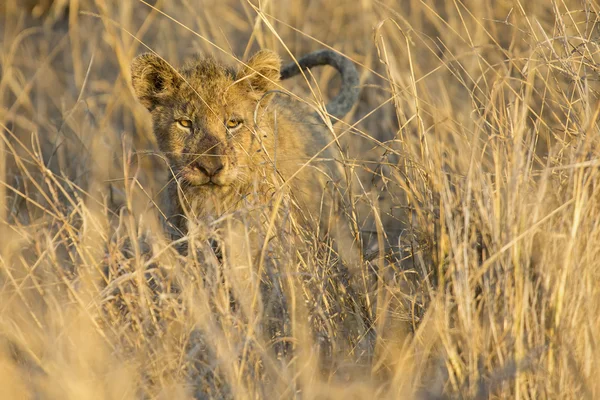 Lioness move in brown grass to kill