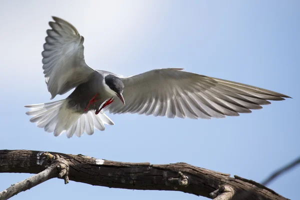 Whiskered tern in flight with open wings