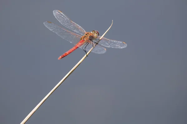 Beautiful red dragonfly sit on the point of a thin reed
