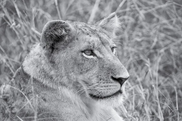 Lioness move in brown grass to kill