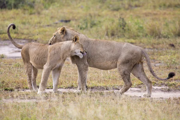 Two male lions greeting to affirm loyalty bond