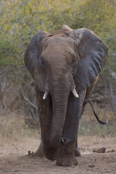 Big elephant approaching along a road tusks trunk