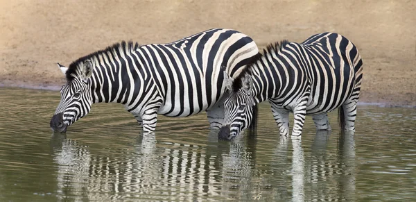 Two zebra standing in water to drink at small pool
