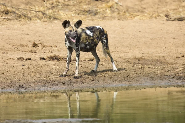 Two wild dogs rest next to a waterhole to drink water