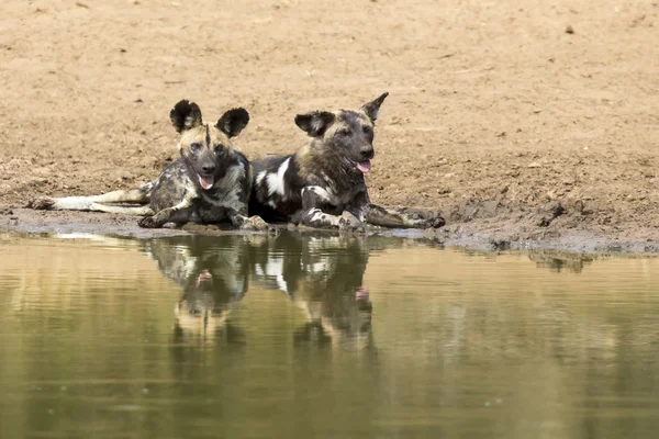 Two wild dogs rest next to a waterhole to drink water