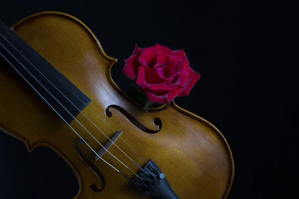 Low key violin and rose flower soft lighting