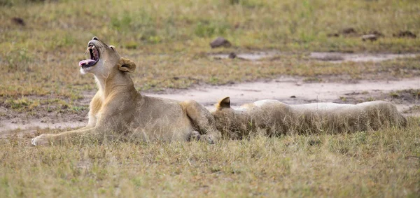 Young lion male yawn while lying down and rest