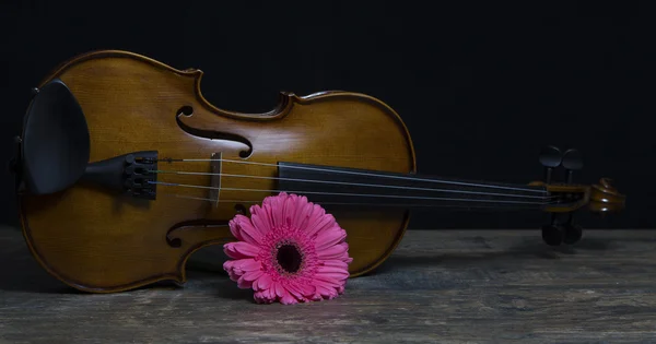 Low key violin and rose flower soft lighting