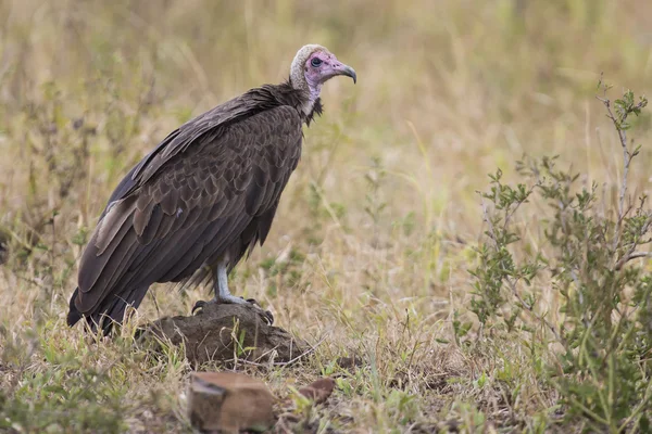 Ugly hooded vulture standing in green grass waiting