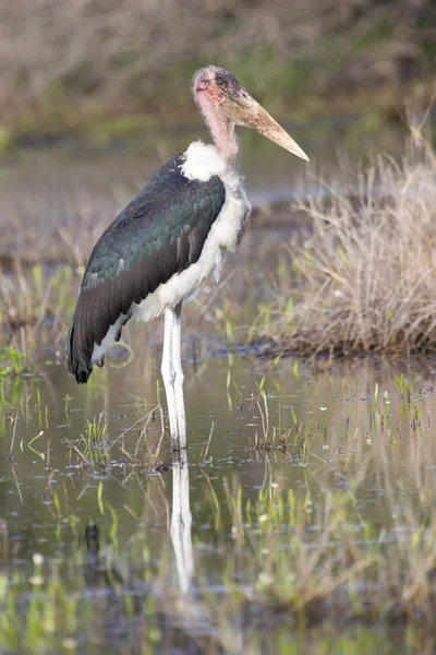 Ugly Marabou stork hunting frogs in a shallow pond