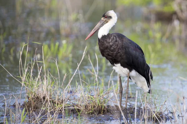 Ugly Marabou stork hunting frogs in a shallow pond