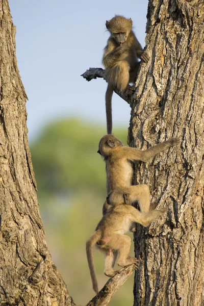 Young baboons play and jump in a tree