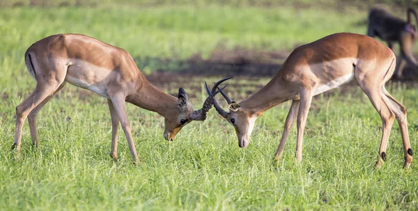 Two male impala fight in for the herd with the best territory