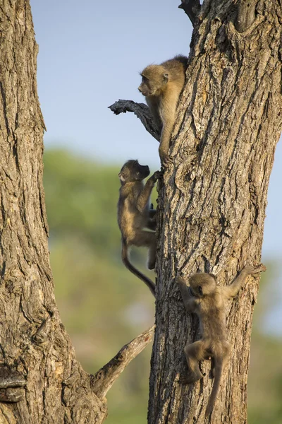 Young baboons play and jump in a tree