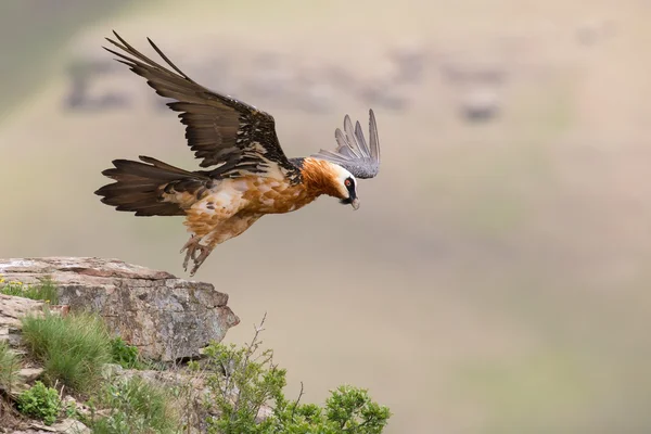 Adult bearded vulture take off from mountain after finding food