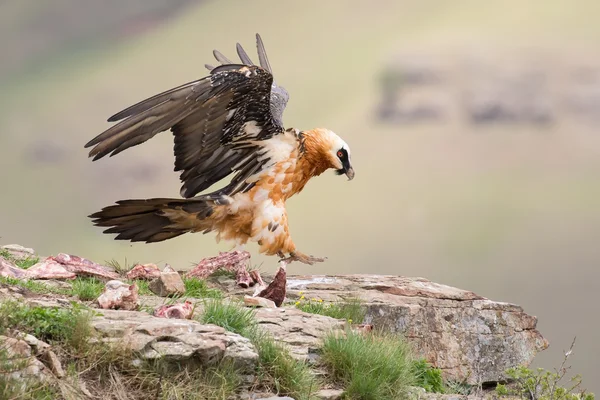Adult bearded vulture landing on rock ledge where bones are avai