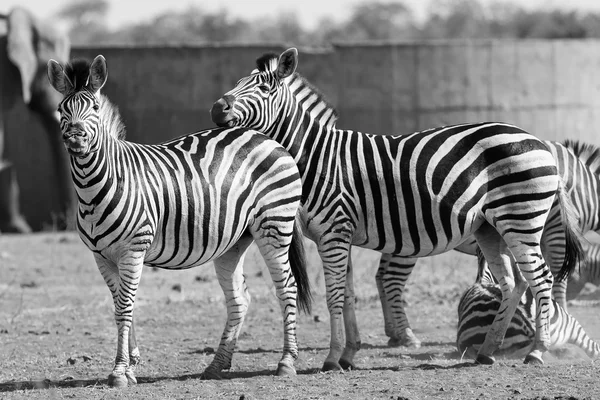 Zebra herd in black and white photo with heads together