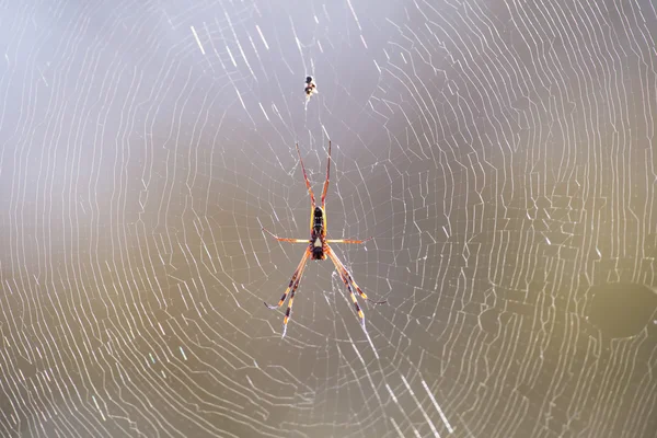 Golden orb spider sit on a web waiting for insects in morning su