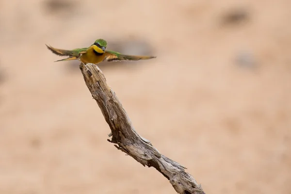 Littlie bee-eater flying to perch to sit and rest