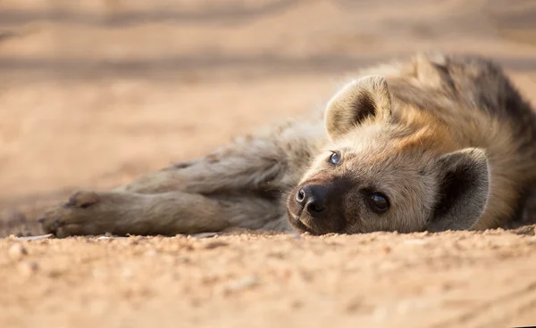 Tired hyena sleep on dirt road in the early morning