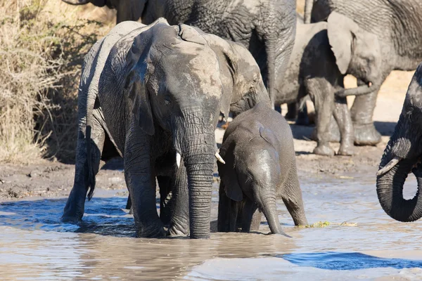 Elephant herd playing in muddy water with lot of fun