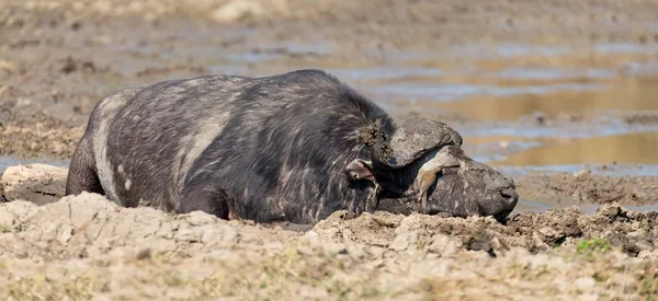 Tired Cape buffalo bull rolling in water pond to cool down