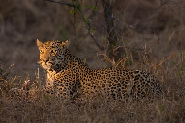 Leopard lay down in darkness to rest and relax