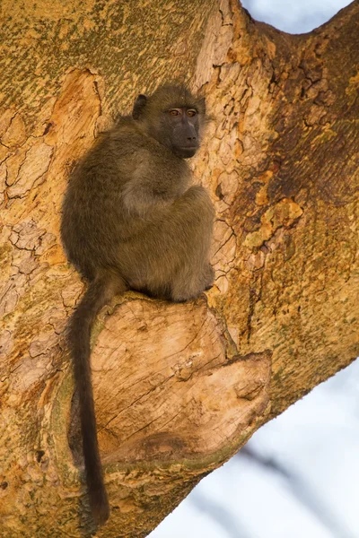 Baboons sit in a tree in the early morning sun