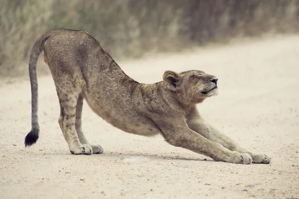 Young lion stretch on dirt read artistic conversion