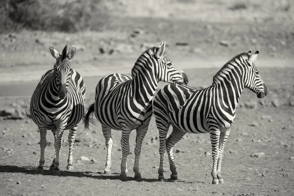 Zebra herd in a black and white photo with heads together