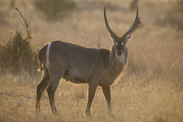 Waterbuck bull at sunset with sun from behind