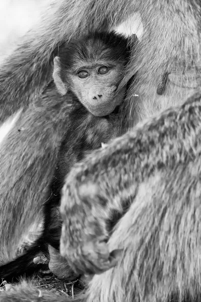 Baby baboon hiding in body of mother for safety