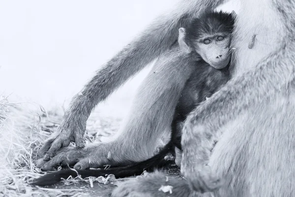 Baby baboon hiding in body of mother for safety