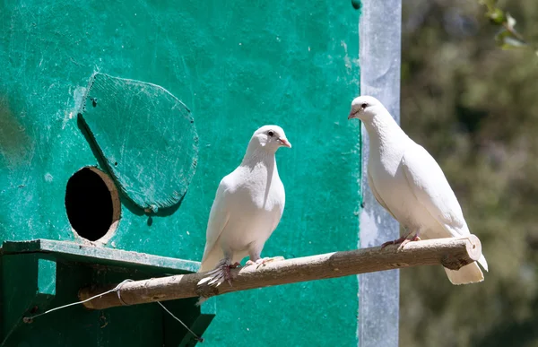 Two white doves