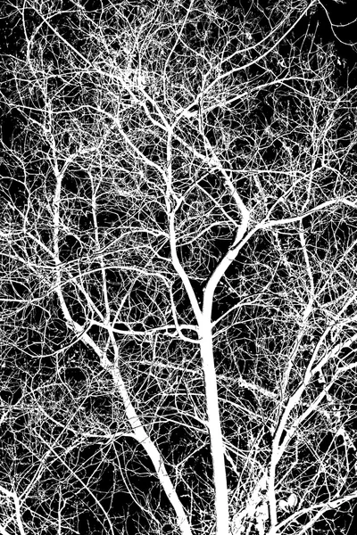 White tree branches on a black